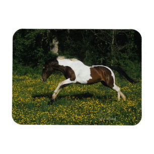 Paarden van verf die in het veld Bloemen lopen Magneet