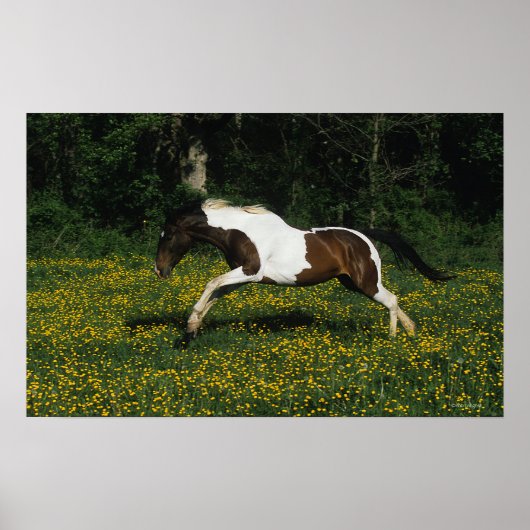 Paarden van verf die in het veld Bloemen lopen Poster (Voorkant)
