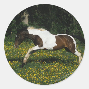 Paarden van verf die in het veld Bloemen lopen Ronde Sticker