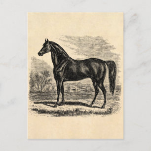 Paarden van Vintage 1800 - Sjabloon van Morgan Equ Briefkaart