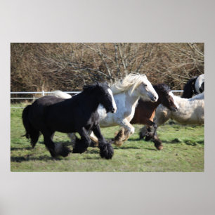 Paarden van zigeunerverkenners die lopen poster