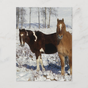 Paarden verven in sneeuw briefkaart
