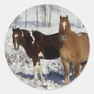 Paarden verven in sneeuw ronde sticker