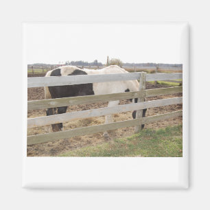 Paarden verven/verven magneet