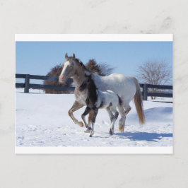 Paarden Winter Sneeuwsport Country Boerderij Liefd Briefkaart