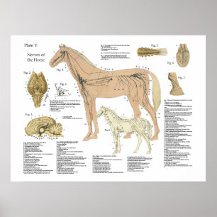 Paarden Zenuwstelsel Anatomie Poster Grafiek