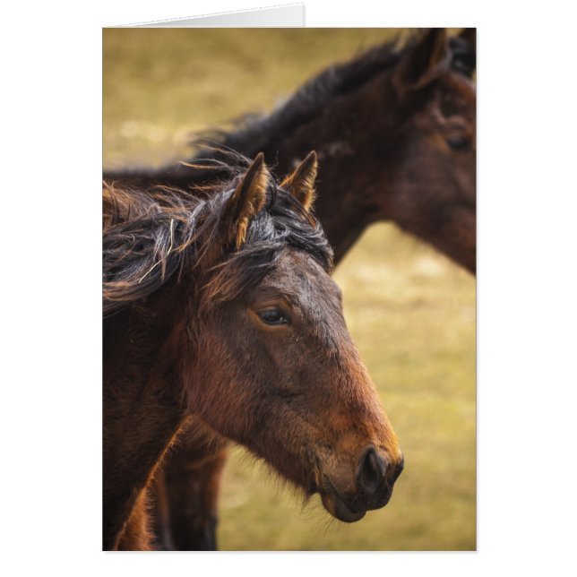 Paarden zij aan zij (Voorkant)