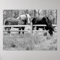 Paarden Zwart & Wit - Digitale Fotografie Kunst