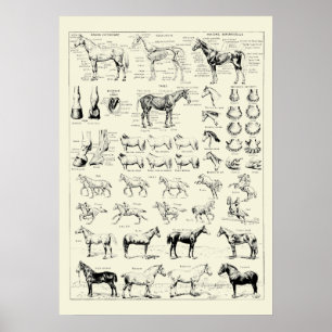 paardenanatomie poster