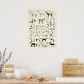  paardenanatomie poster (Keuken)