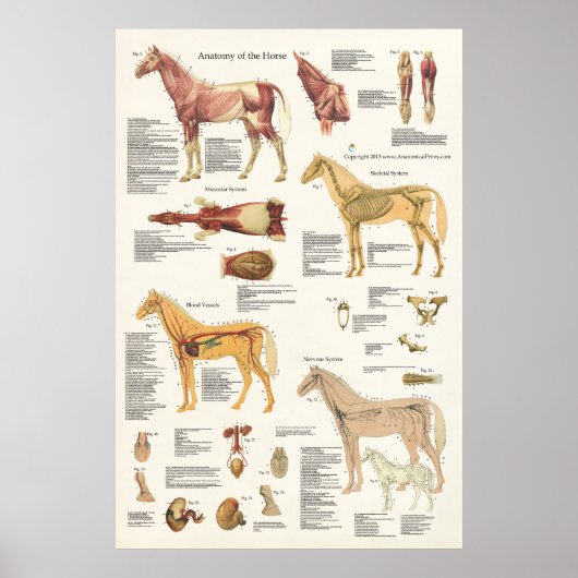 Paardenanatomie Poster groot formaat (Voorkant)