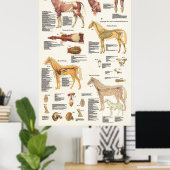 Paardenanatomie Poster groot formaat (Thuiskantoor)