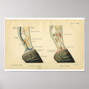 -paardenanatomie printplaat poster