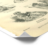 paardenanatomie printplaat poster (Hoek)