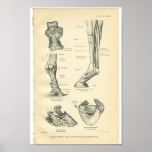  paardenanatomie printplaat poster