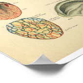 paardenanatomie printruimte poster (Hoek)