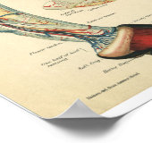 paardenanatomie printruimte poster (Hoek)