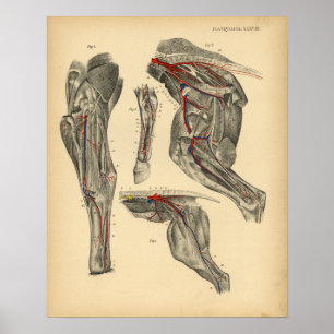 Paardenbekken Anatomie 1908 afdrukken Poster