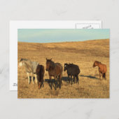 Paardenbeslag in het westen briefkaart (Voorkant / Achterkant)