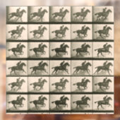 Paardenbeweging  fotografie raamsticker (Vel 2)