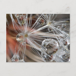 Paardenbloem Abstract Briefkaart