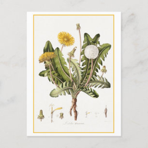  paardenbloem botanische illustratie briefkaart