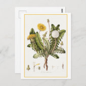 paardenbloem botanische illustratie briefkaart (Voorkant / Achterkant)