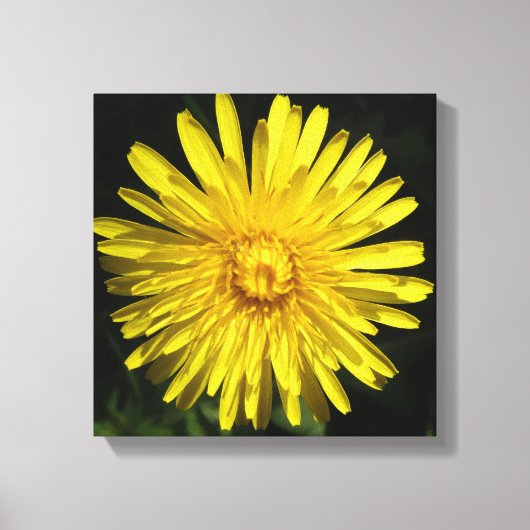 Paardenbloem Canvasprint Canvas Afdruk (Voorkant)