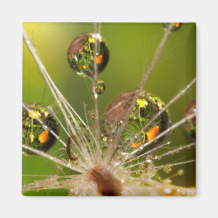 Paardenbloem en waterdruppels magneet