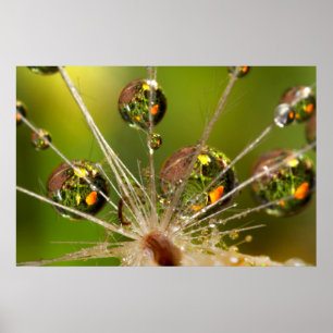 Paardenbloem en waterdruppels poster