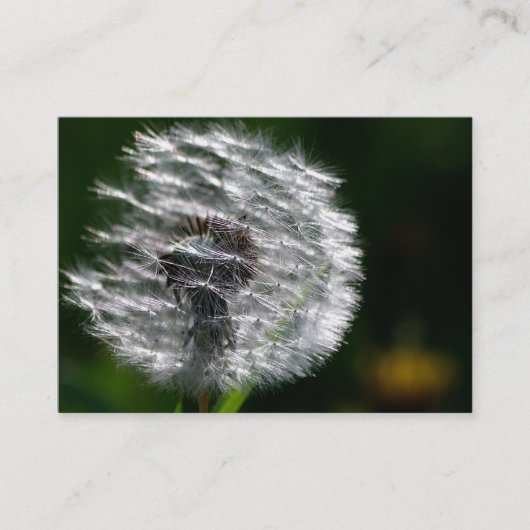 Paardenbloem Head Seed - Visitekaartje (Voorkant)