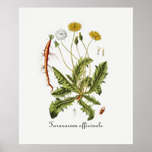 Paardenbloem illustratie uit het verleden poster (Voorkant)