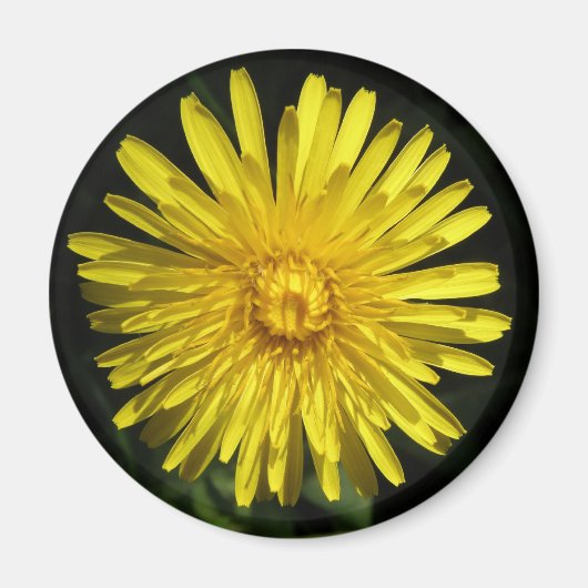 Paardenbloem Magneet (Voorkant)