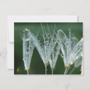 Paardenbloem Met Dauwdruppels Speelse Natuur Briefkaart