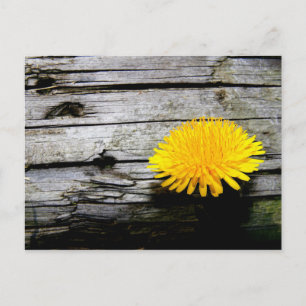Paardenbloem Onkruid Briefkaart