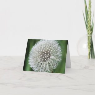 Paardenbloem Pluis Bloem Fotografie Notitiekaartje