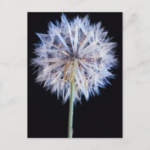 Paardenbloem (Taraxacum Officinale) Zaadhoofd Briefkaart
