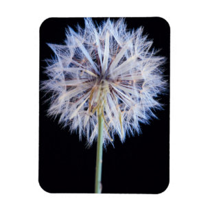 Paardenbloem (Taraxacum Officinale) Zaadhoofdje Magneet