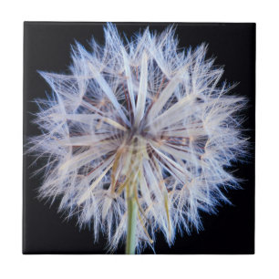 Paardenbloem (Taraxacum Officinale) Zaadhoofdje Tegeltje