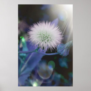 Paardenbloemen in het zonlicht, blauwe editie poster
