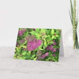 Paardenbloemen Kaart