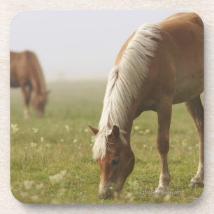 Paardenbloempnemist Piano Bier Onderzetter