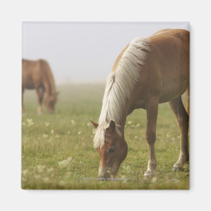 Paardenbloempnemist Piano Magneet