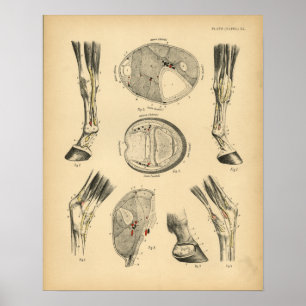 Paardenbocht Tendons Anatomy 1908  Print