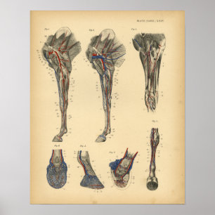 Paardenboetanatomie 1908  afdrukken poster