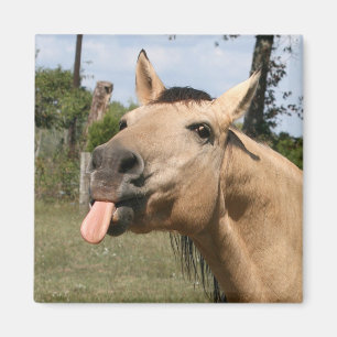 paardenbraam magneet