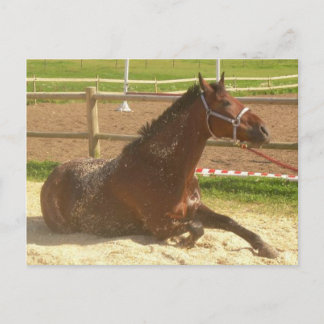 Paardenbriefkaart - post-kort briefkaart