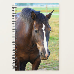 Paardenfoto pasta planner