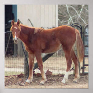 Paardenfoto-Poster Poster