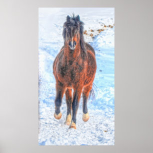 Paardenfoto tijdens de winterperiode "Jaar van de  Poster
